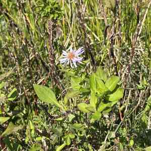 Marsh american-aster(Symphyotrichum elliottii)