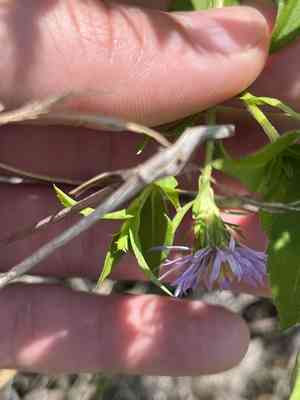 Marsh american-aster(Symphyotrichum elliottii)