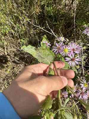 Marsh american-aster(Symphyotrichum elliottii)