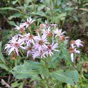 Marsh american-aster(Symphyotrichum elliottii)