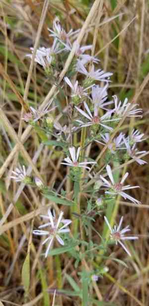 Hall's aster(Symphyotrichum hallii)