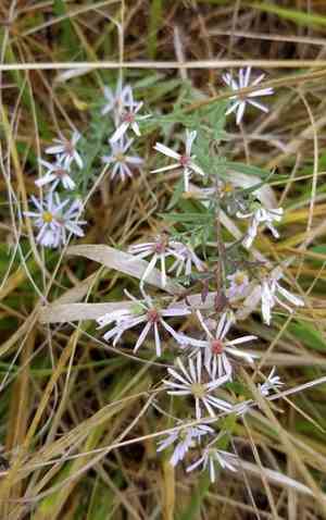 Hall's aster(Symphyotrichum hallii)