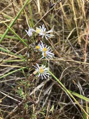 Hall's aster(Symphyotrichum hallii)