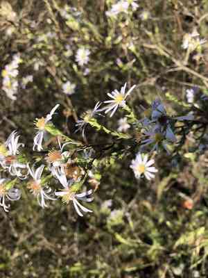 Hall's aster(Symphyotrichum hallii)