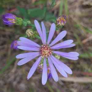 Smooth blue aster(Symphyotrichum laeve)