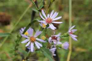 Smooth blue aster(Symphyotrichum laeve)