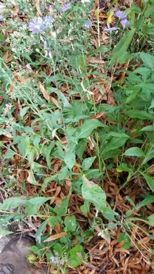 Smooth blue aster(Symphyotrichum laeve)