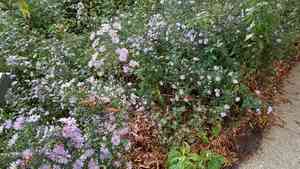 Smooth blue aster(Symphyotrichum laeve)