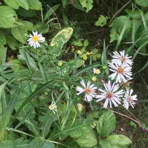 White-panicle aster(Symphyotrichum lanceolatum)
