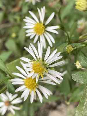 White-panicle aster(Symphyotrichum lanceolatum)