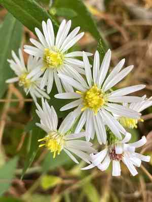 White-panicle aster(Symphyotrichum lanceolatum)