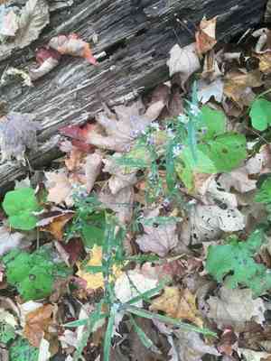 Calico aster(Symphyotrichum lateriflorum)