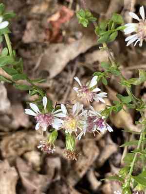 Calico aster(Symphyotrichum lateriflorum)