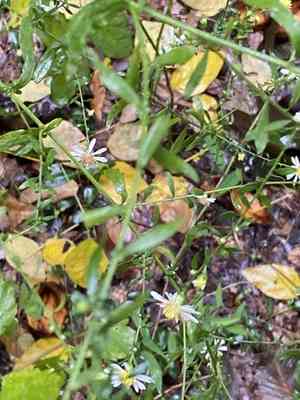 Calico aster(Symphyotrichum lateriflorum)
