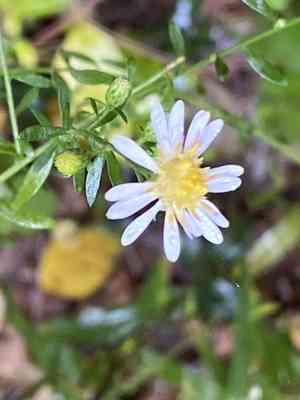 Calico aster(Symphyotrichum lateriflorum)