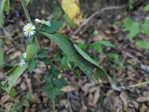 Bottomland aster(Symphyotrichum ontarionis)