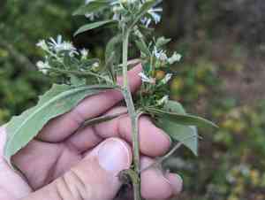 Bottomland aster(Symphyotrichum ontarionis)