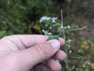 Bottomland aster(Symphyotrichum ontarionis)
