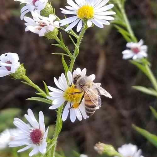 Frost aster(Symphyotrichum pilosum)