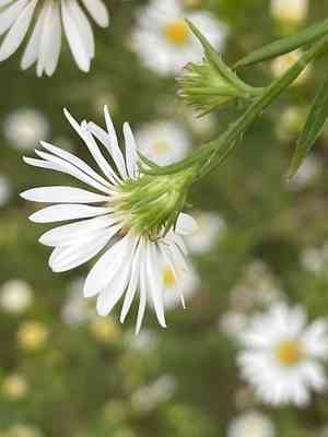 Frost aster(Symphyotrichum pilosum)