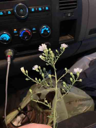 Frost aster(Symphyotrichum pilosum)