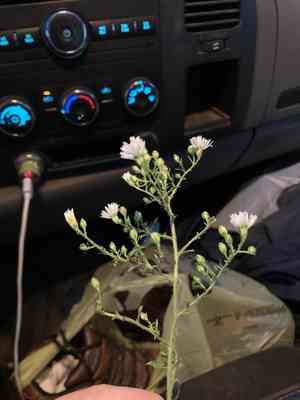 Frost aster(Symphyotrichum pilosum)