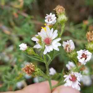 Frost aster(Symphyotrichum pilosum)