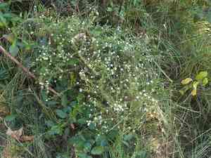 Smooth white oldfield aster(Symphyotrichum racemosum)