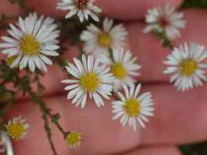 Smooth white oldfield aster(Symphyotrichum racemosum)