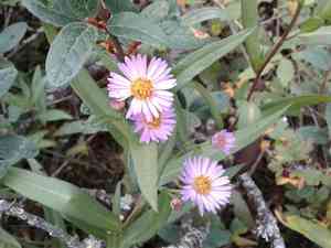 Longleaf aster(Symphyotrichum robynsianum)