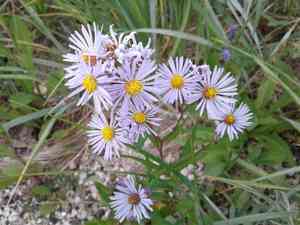 Longleaf aster(Symphyotrichum robynsianum)