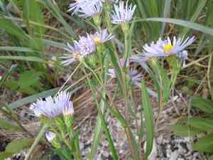 Longleaf aster(Symphyotrichum robynsianum)