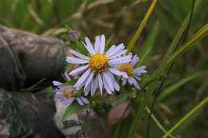 Longleaf aster(Symphyotrichum robynsianum)