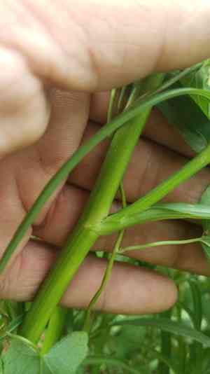 Eastern annual saltmarsh aster(Symphyotrichum subulatum)