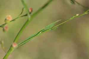 Eastern annual saltmarsh aster(Symphyotrichum subulatum)