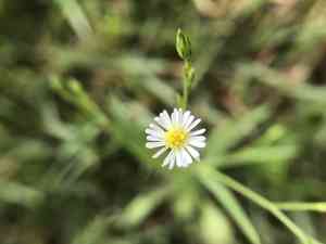 Eastern annual saltmarsh aster(Symphyotrichum subulatum)