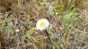 Symphyotrichum vahlii(Symphyotrichum vahlii)