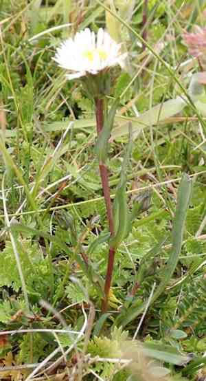 Symphyotrichum vahlii(Symphyotrichum vahlii)