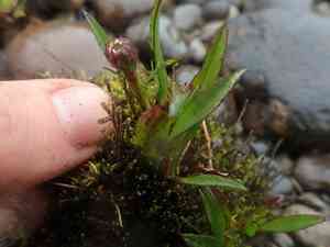 Symphyotrichum vahlii(Symphyotrichum vahlii)