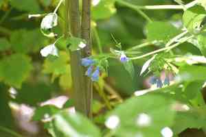 Prickly comfrey(Symphytum asperum)