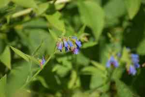 Prickly comfrey(Symphytum asperum)
