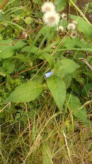 Prickly comfrey(Symphytum asperum)