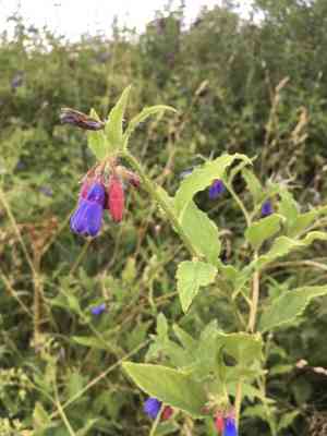 Prickly comfrey(Symphytum asperum)