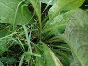 Common comfrey(Symphytum officinale)