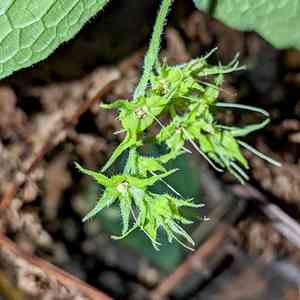 Common comfrey(Symphytum officinale)