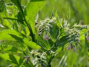 Common comfrey(Symphytum officinale)