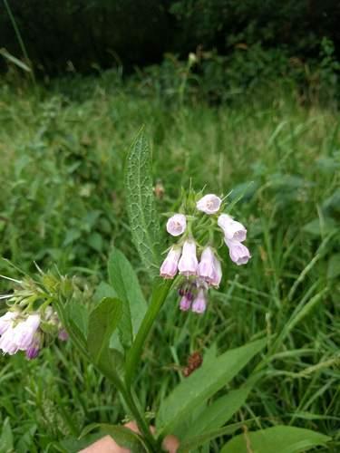 Common comfrey