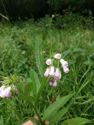 Common comfrey(Symphytum officinale)