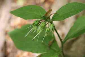 Tuberous comfrey(Symphytum tuberosum)