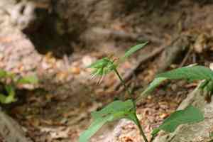 Tuberous comfrey(Symphytum tuberosum)